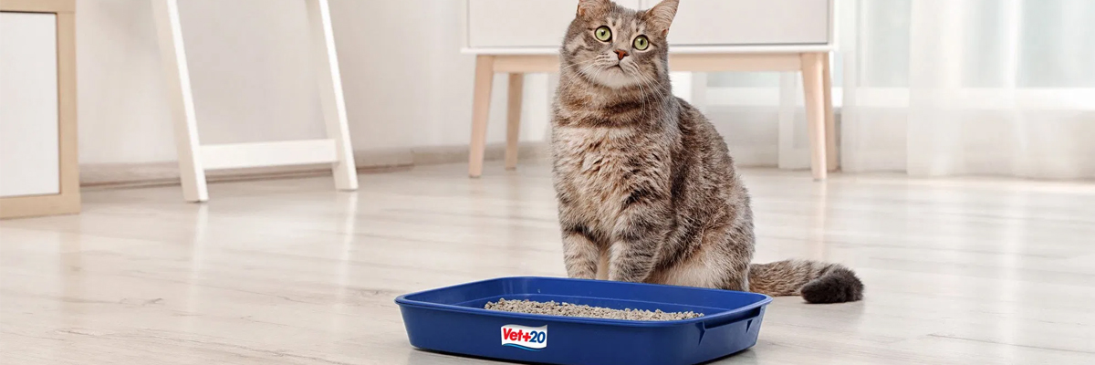 What Is The Best Cat Litter Image 1